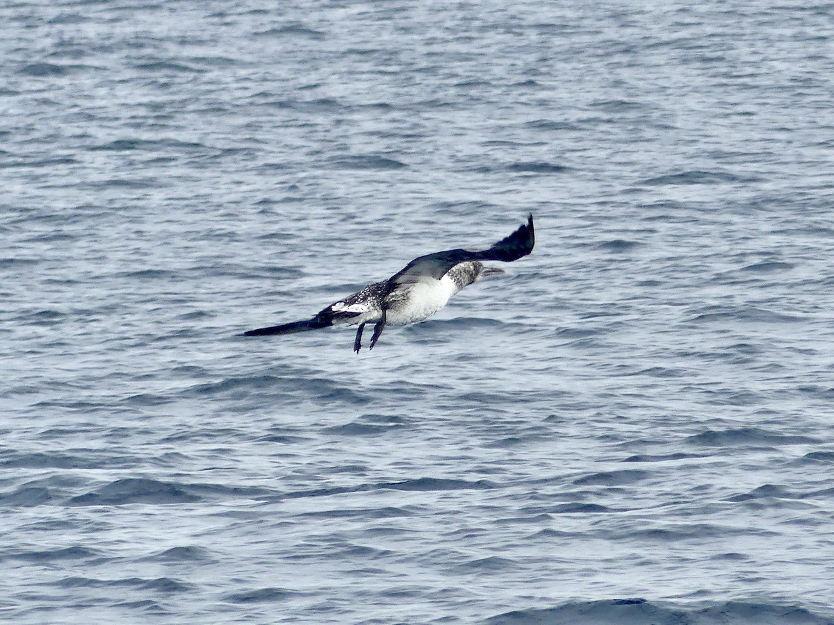 Northern Gannet - ML641961571
