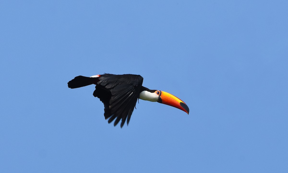 Toco Toucan - ML641961572