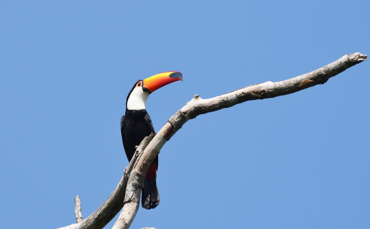 Toco Toucan - ML641961581