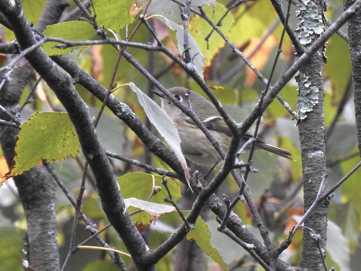 Ruby-crowned Kinglet - ML641961584