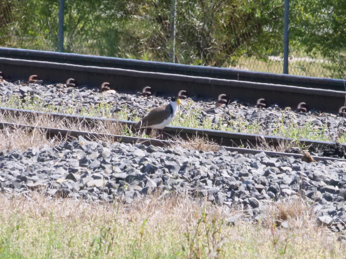 Masked Lapwing - ML641961589
