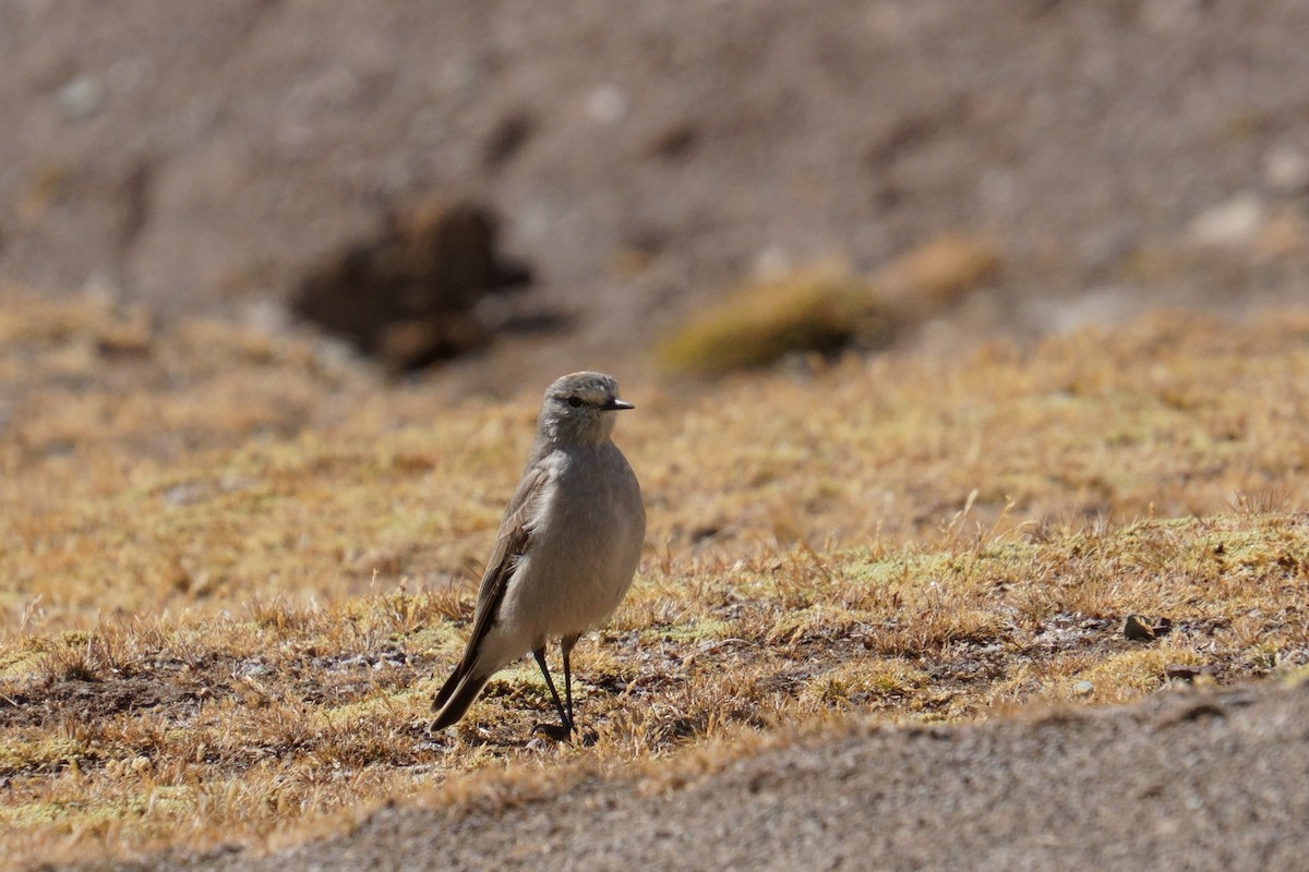 Ochre-naped Ground-Tyrant - ML641961596
