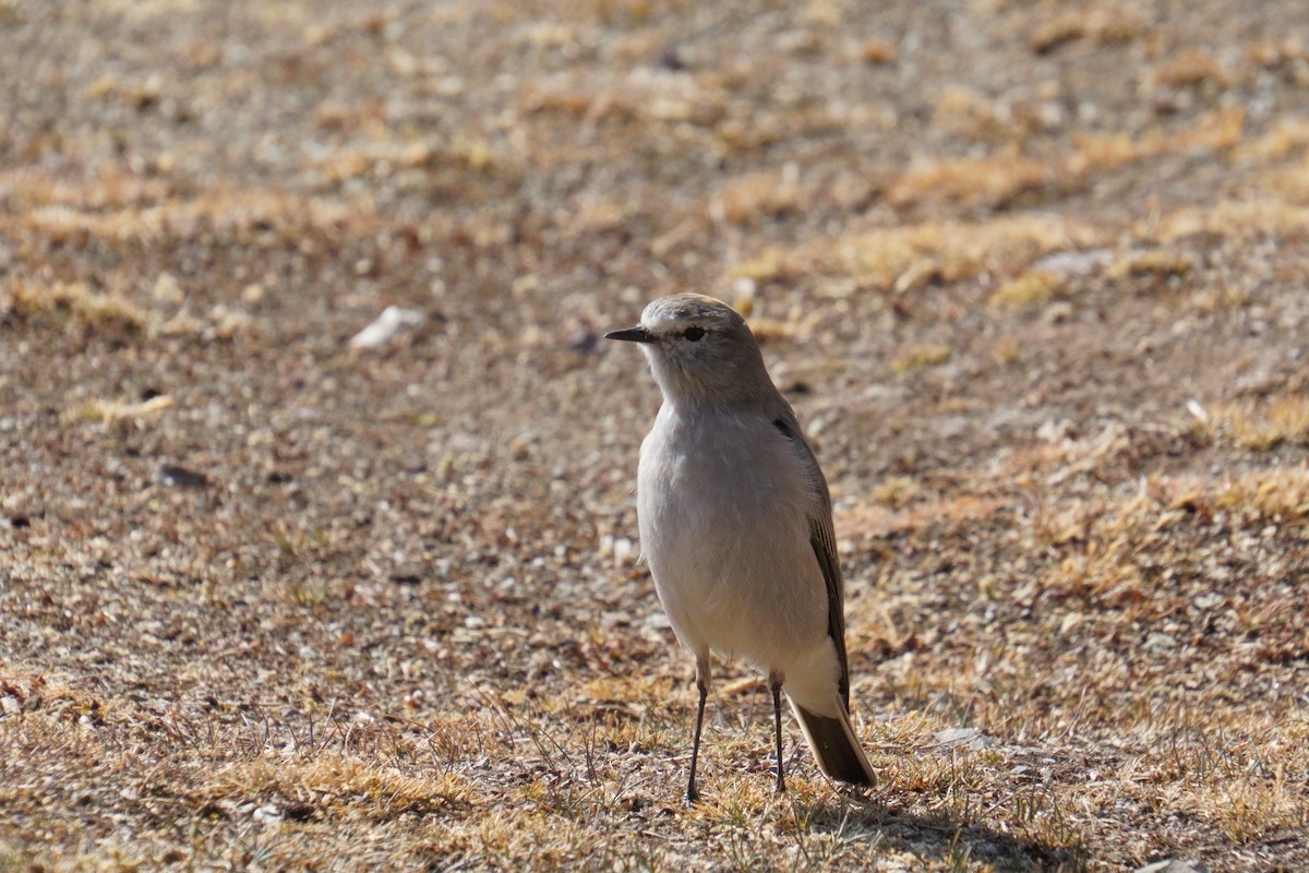 Ochre-naped Ground-Tyrant - ML641961597