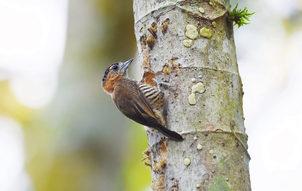 Ochre-collared Piculet - ML641961625