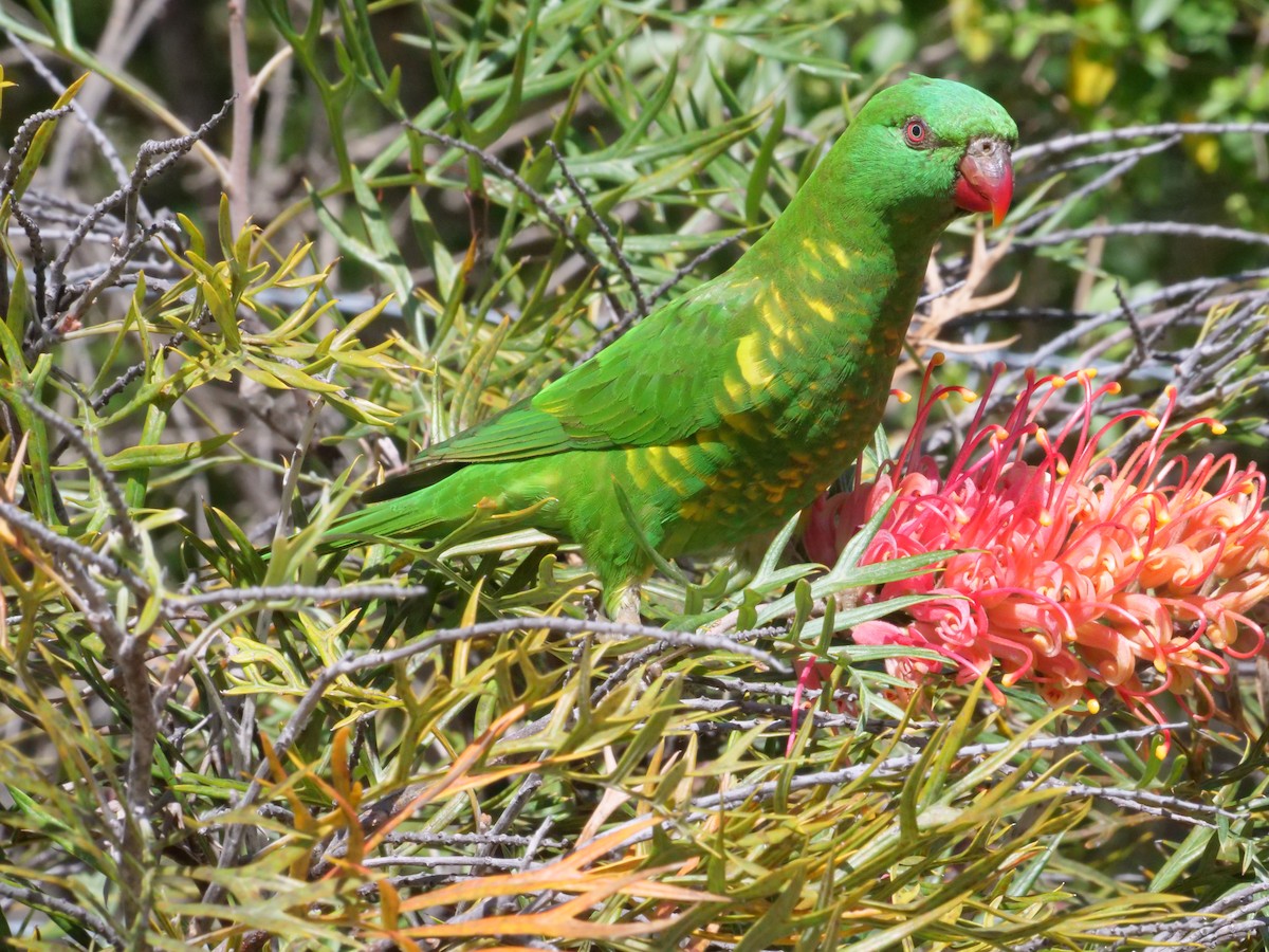Scaly-breasted Lorikeet - ML641961646