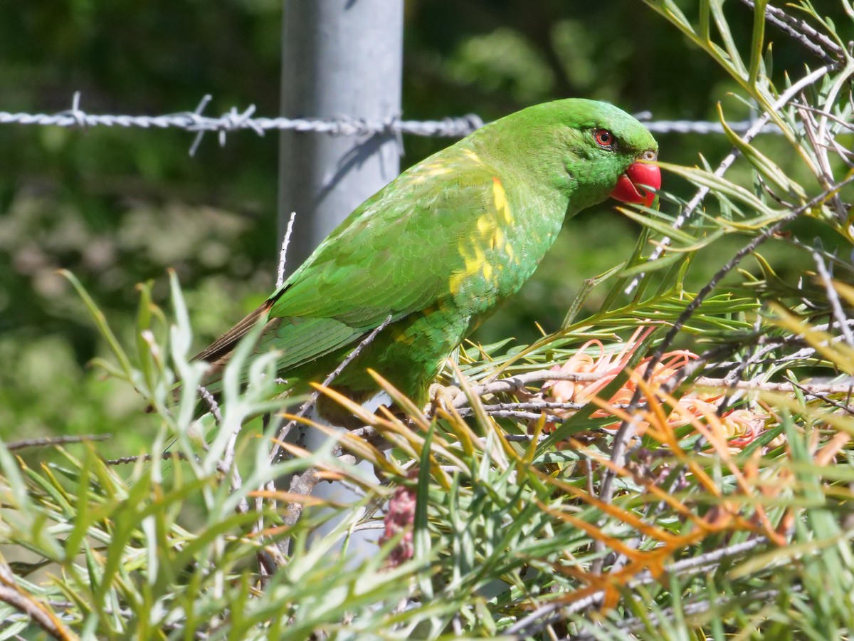 Scaly-breasted Lorikeet - ML641961651