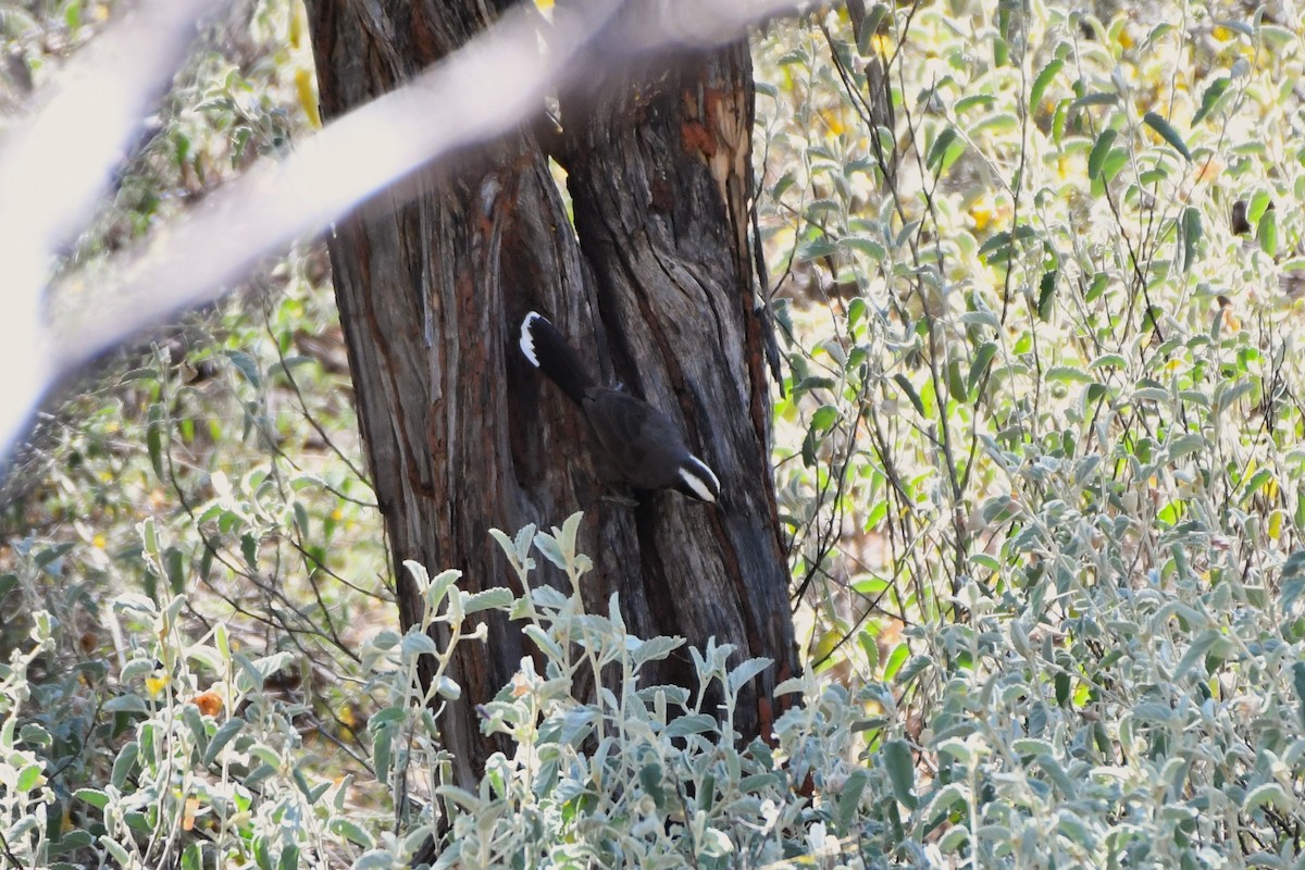 Hall's Babbler - ML641961673