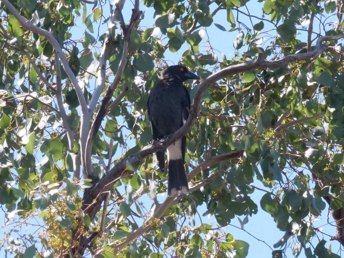 Pied Currawong - ML641961675