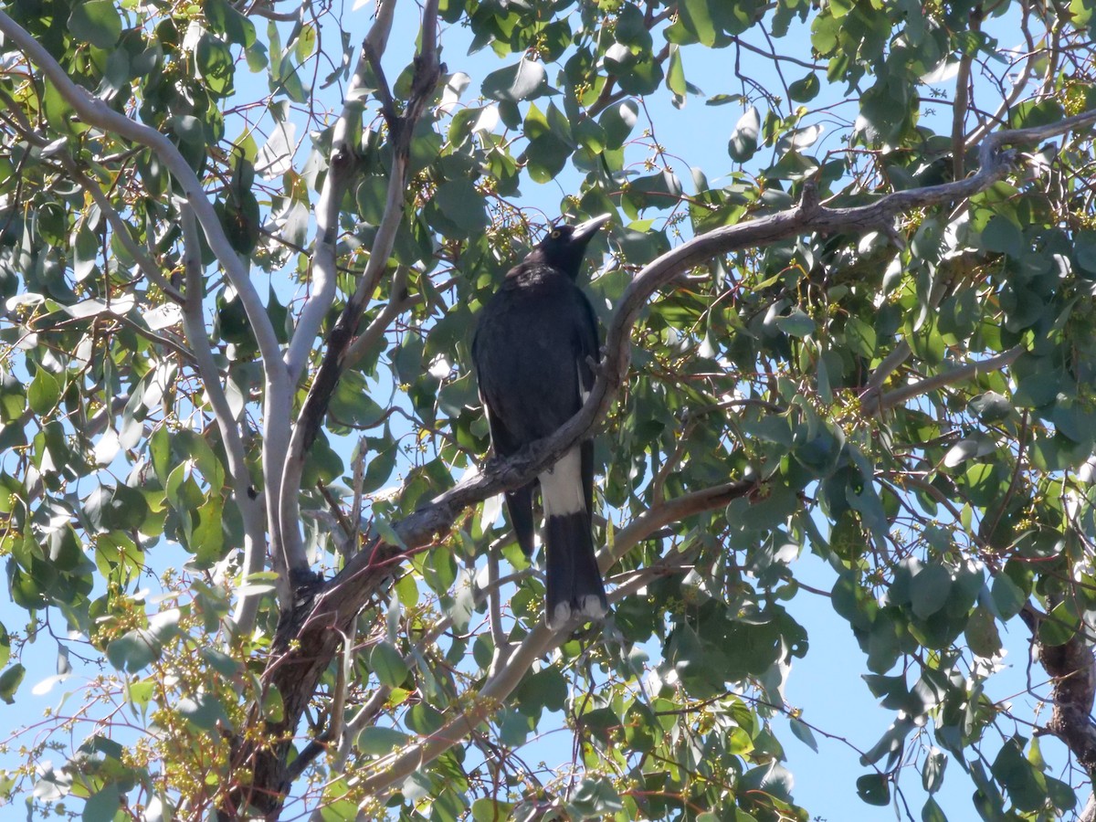 Pied Currawong - ML641961677