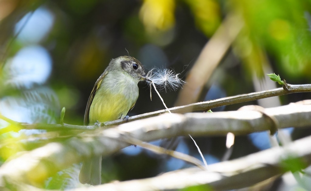 Sepia-capped Flycatcher - ML641961678