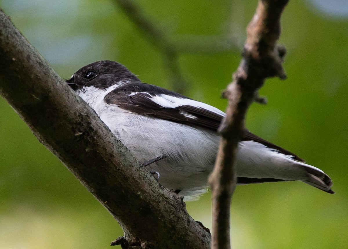 Semicollared Flycatcher - ML641961679