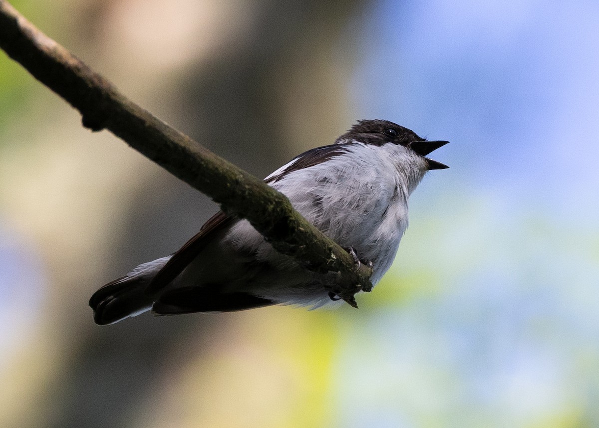 Semicollared Flycatcher - ML641961680
