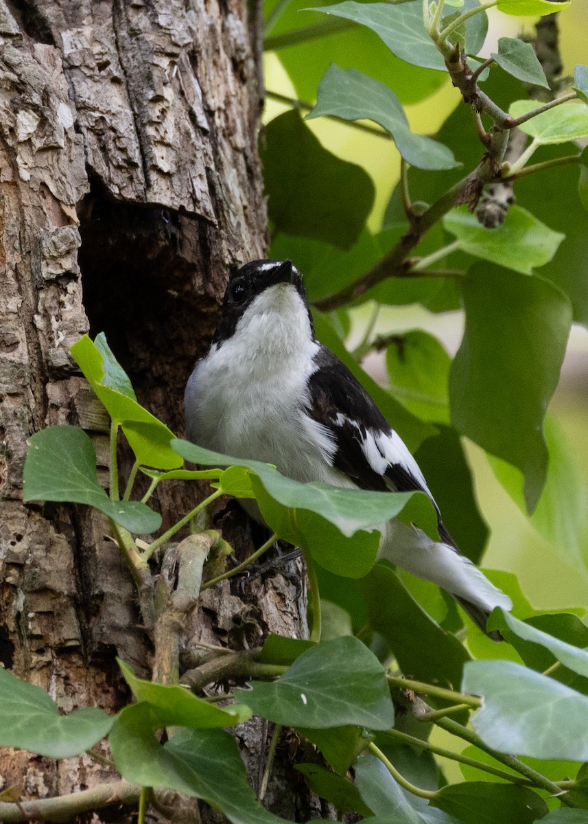 Semicollared Flycatcher - ML641961681