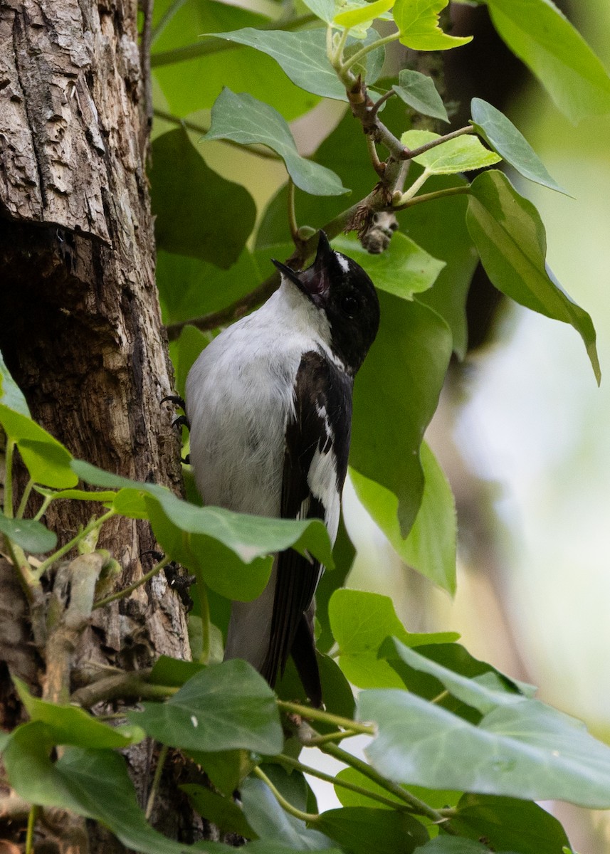 Semicollared Flycatcher - ML641961682