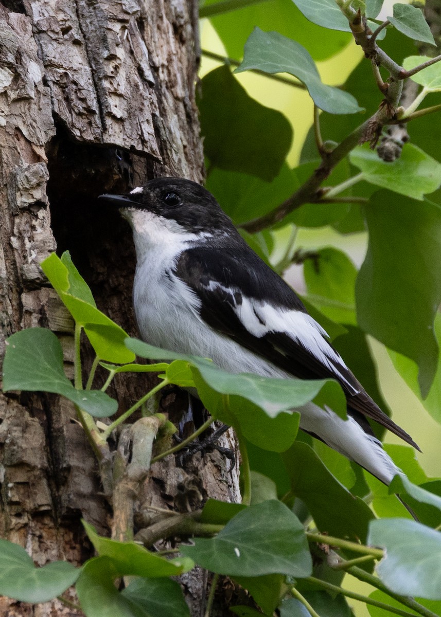 Semicollared Flycatcher - ML641961683