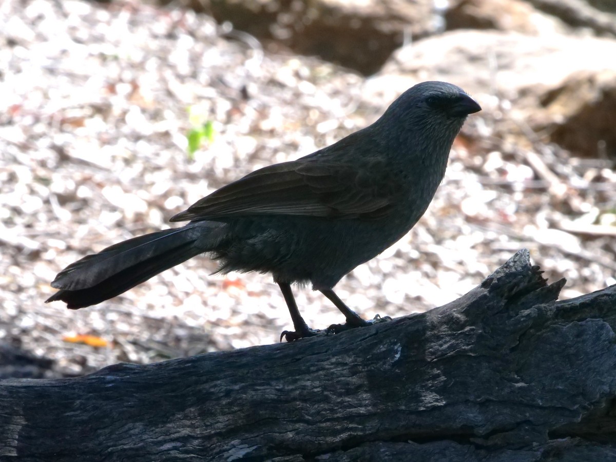 Apostlebird - ML641961684