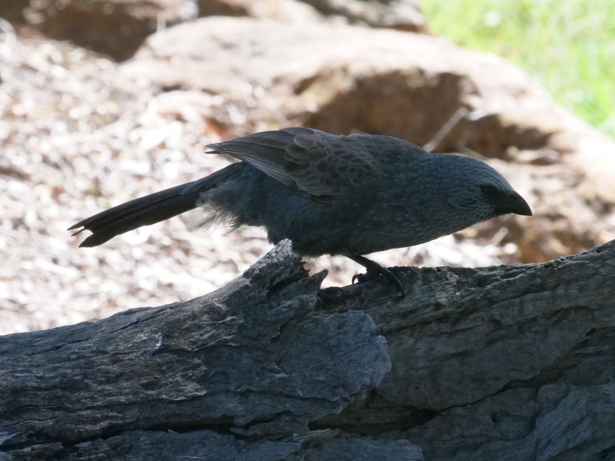 Apostlebird - ML641961685