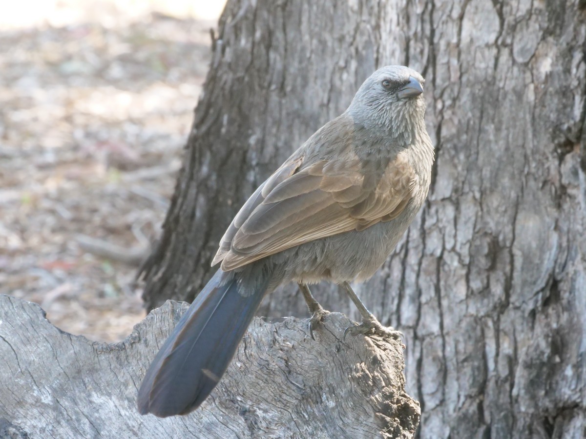 Apostlebird - ML641961686