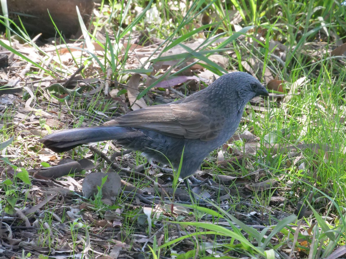 Apostlebird - ML641961687