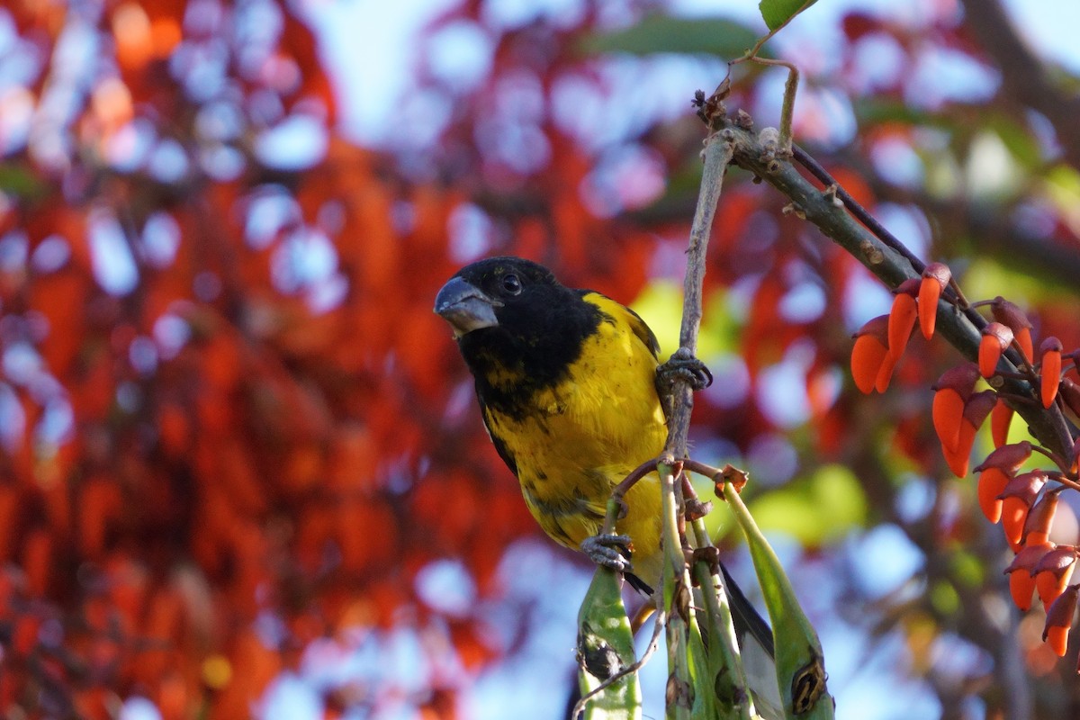 Black-backed Grosbeak - ML641961688