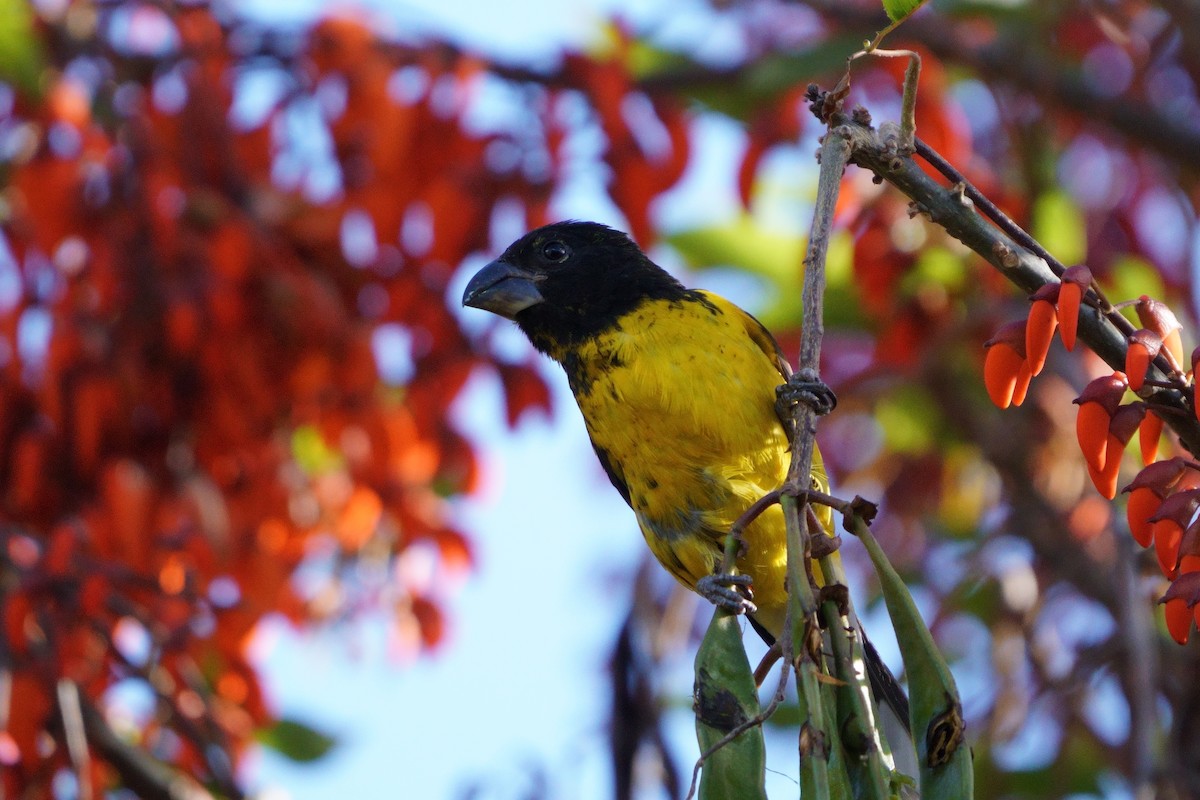 Black-backed Grosbeak - ML641961689