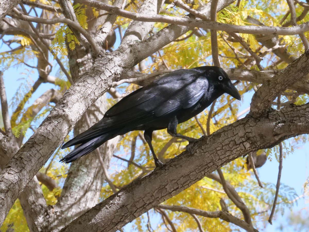 Torresian Crow - ML641961690