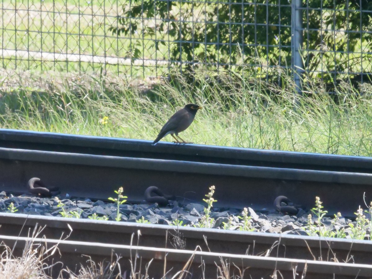 Common Myna - ML641961693