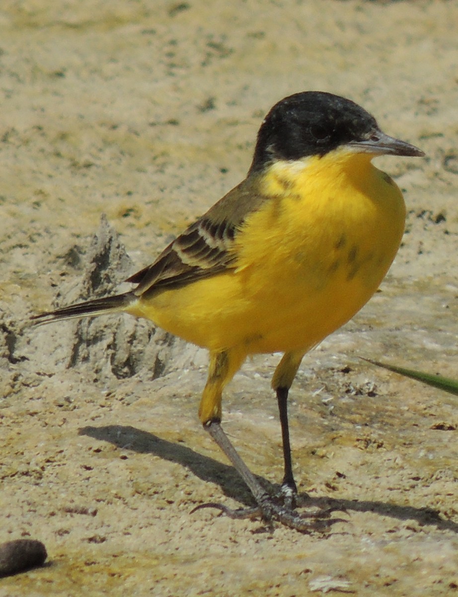 Western Yellow Wagtail (feldegg) - ML641961694
