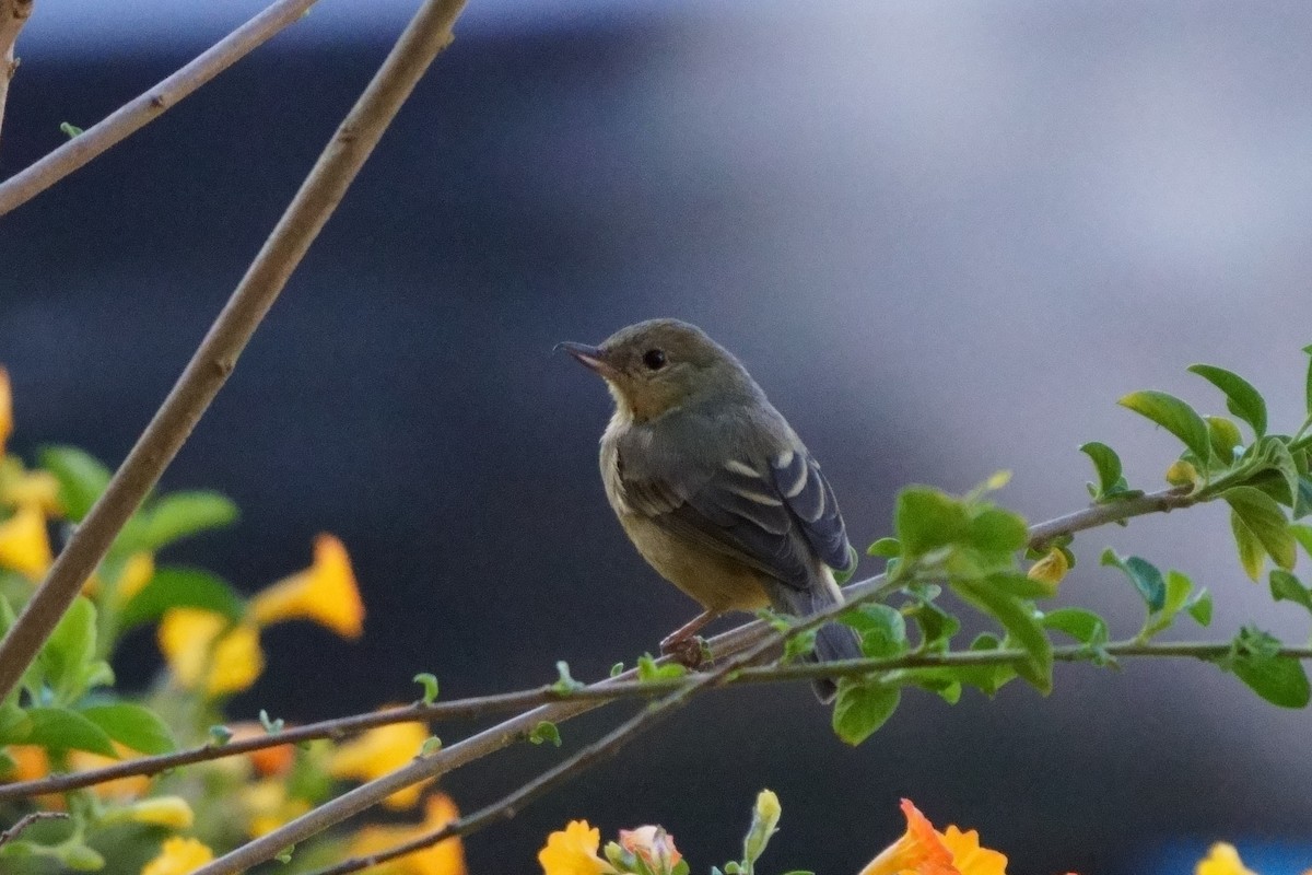Rusty Flowerpiercer - ML641961696