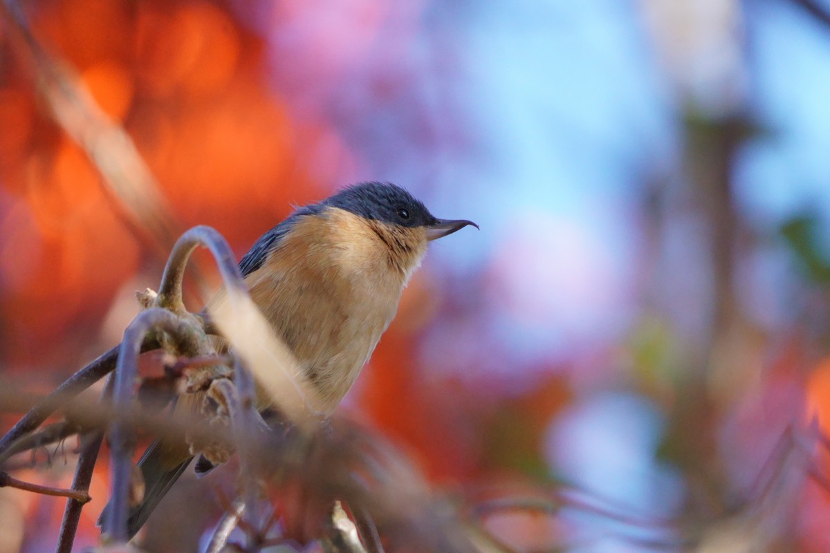 Rusty Flowerpiercer - ML641961697