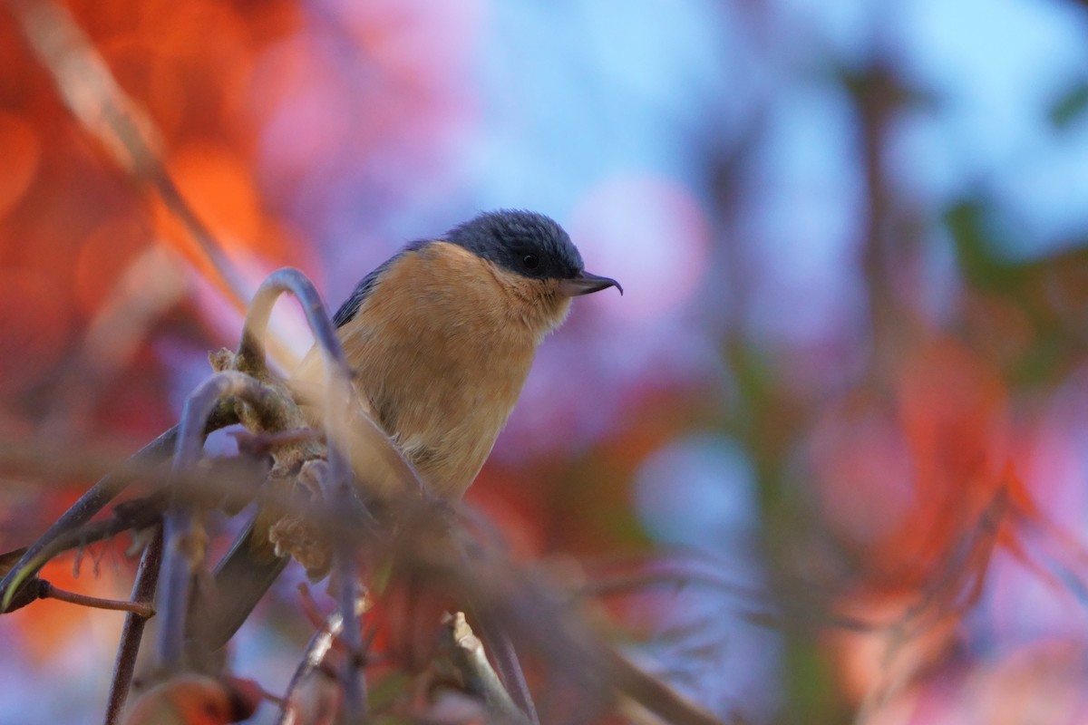 Rusty Flowerpiercer - ML641961698