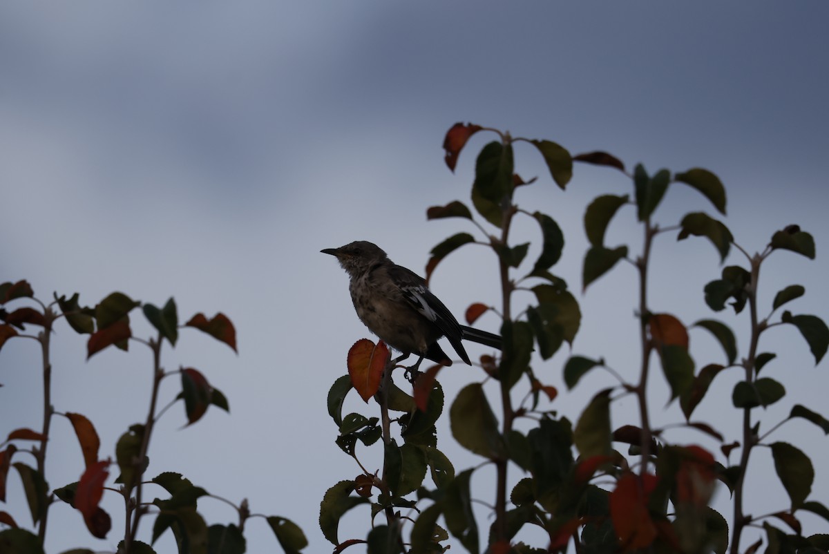 Northern Mockingbird - ML641961701