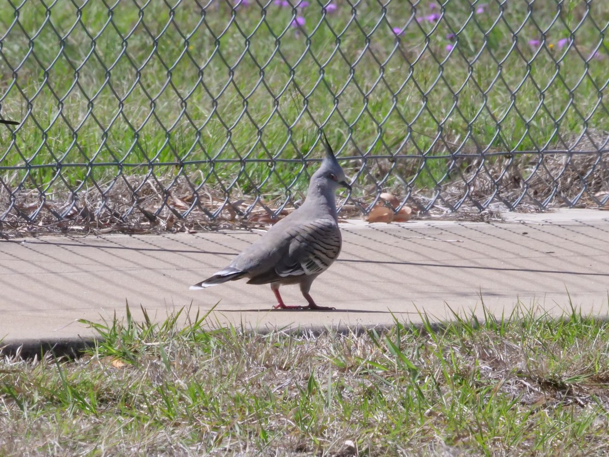 Crested Pigeon - ML641961702