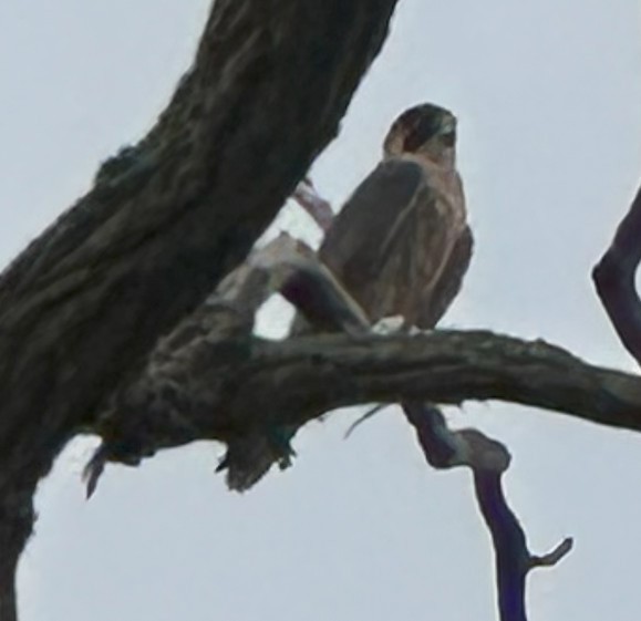 Peregrine Falcon - ML641961724