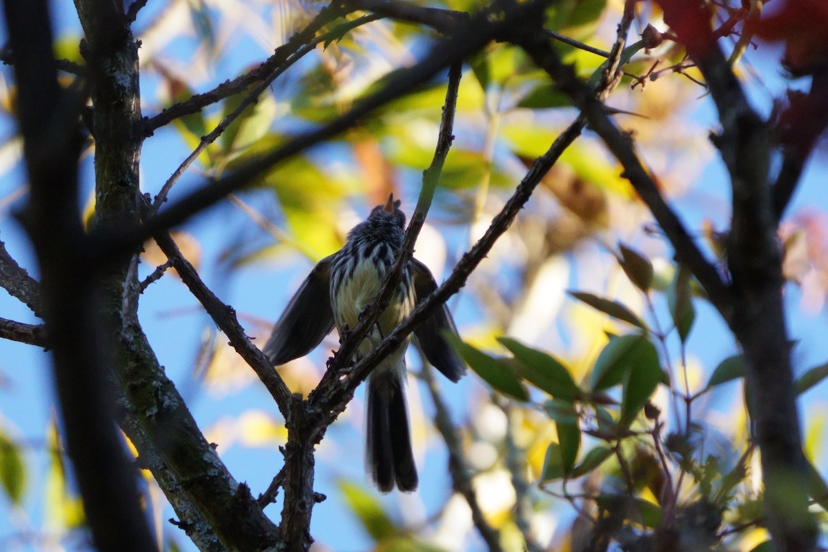 Yellow-billed Tit-Tyrant - ML641961737