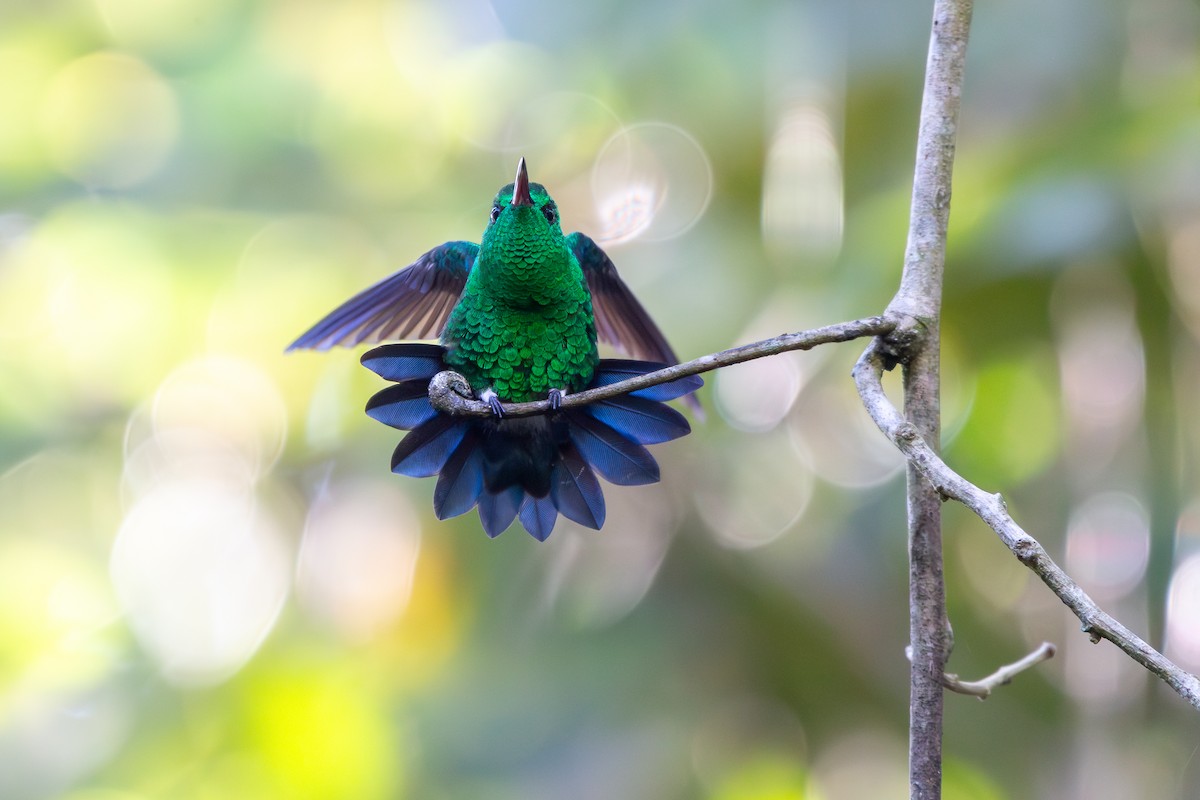 Blue-vented Hummingbird - ML641961744