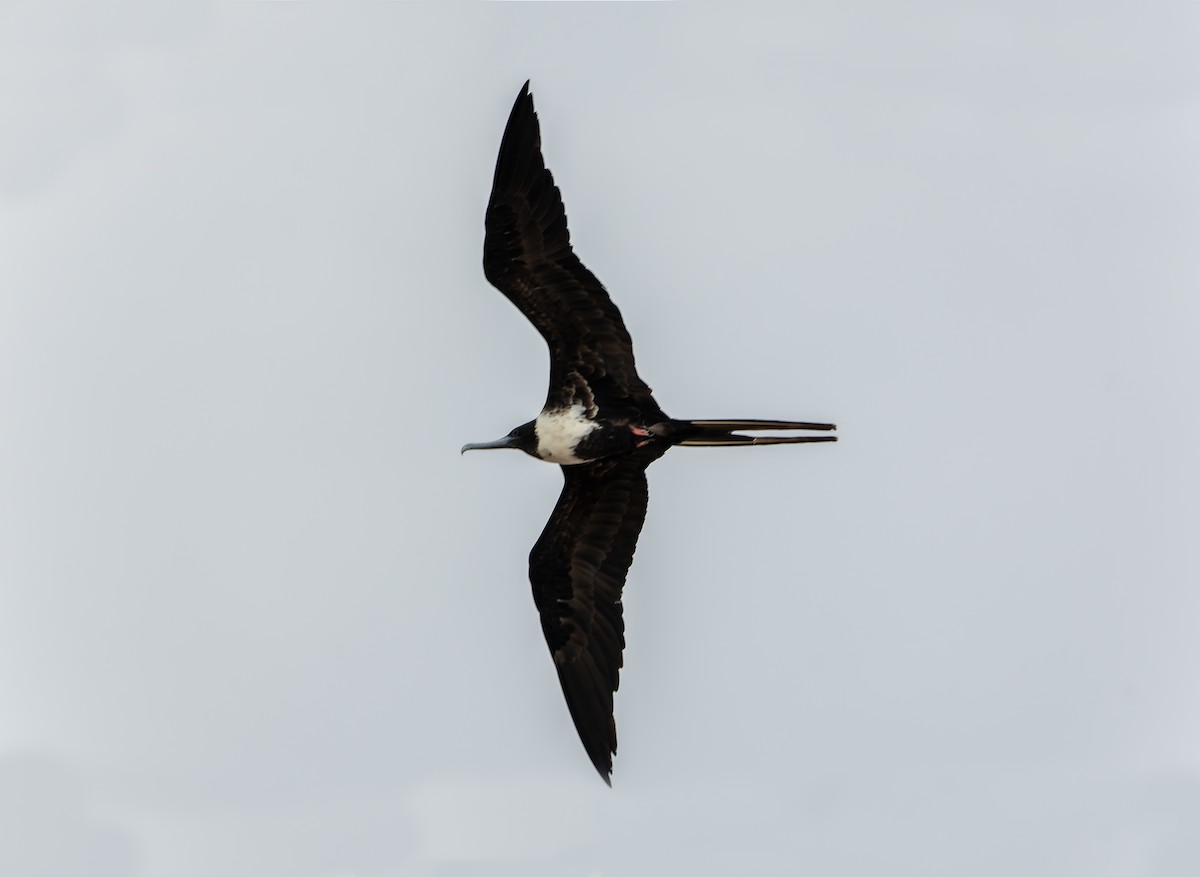 Magnificent Frigatebird - ML641961784
