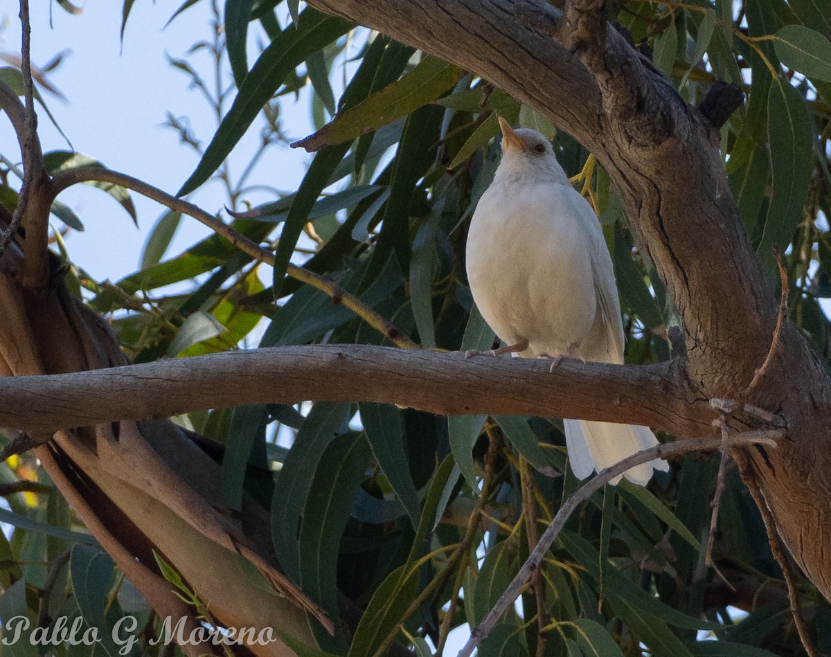 Rufous-bellied Thrush - ML641961809