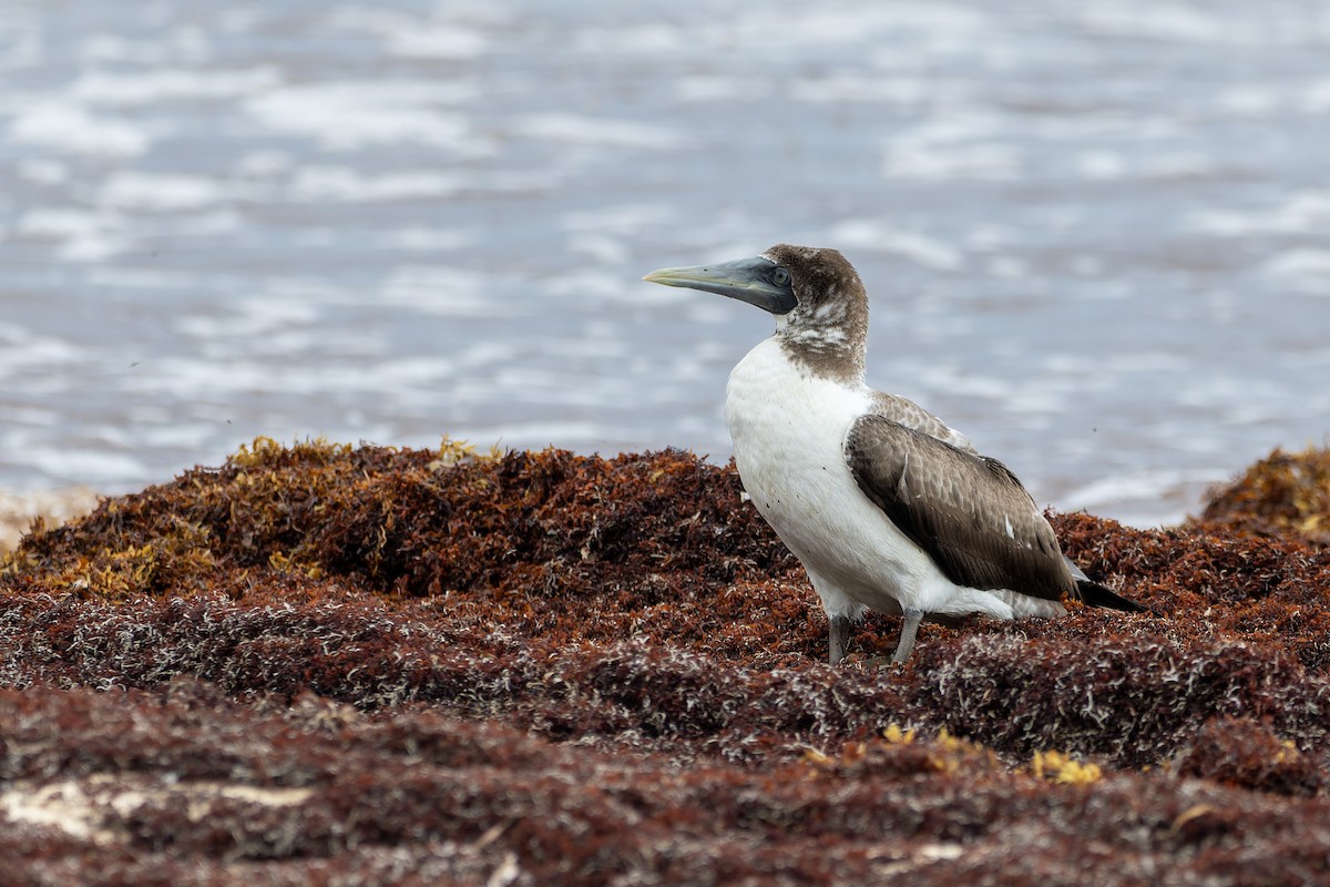 Masked Booby - ML641961816