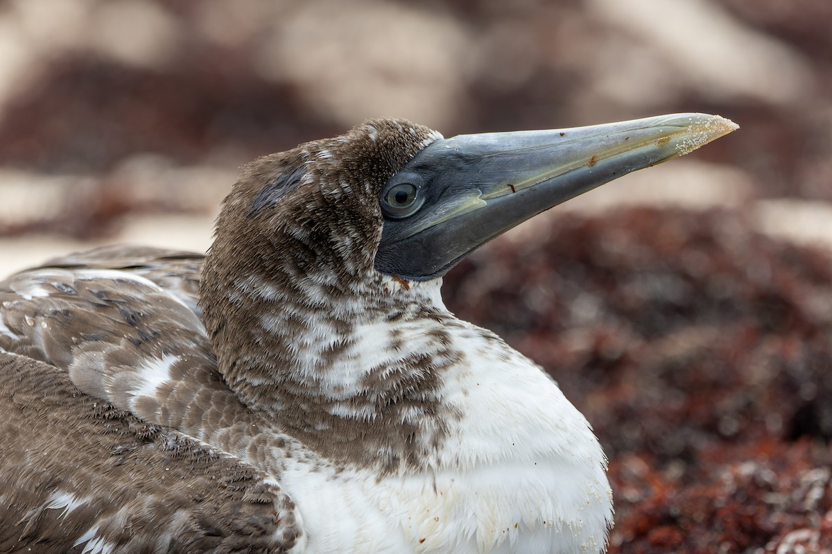 Masked Booby - ML641961817