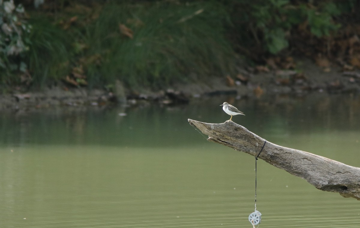 Spotted Sandpiper - ML641961824