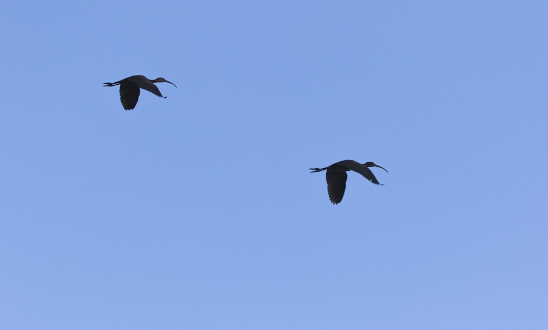 Glossy Ibis - ML641961825