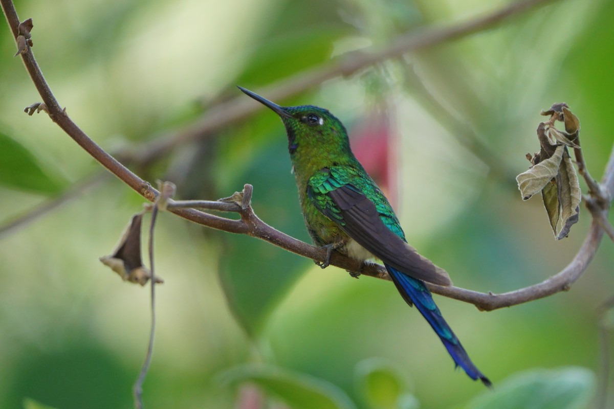 Long-tailed Sylph - ML641961827