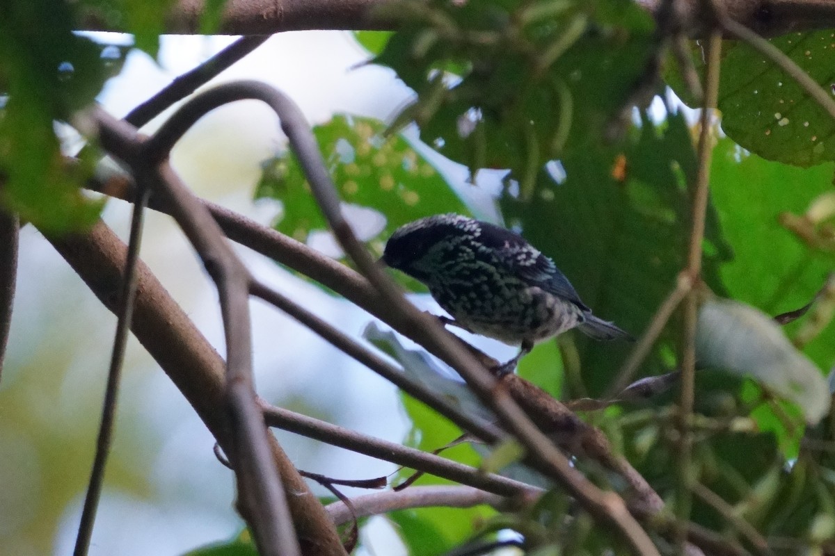Beryl-spangled Tanager - ML641961830