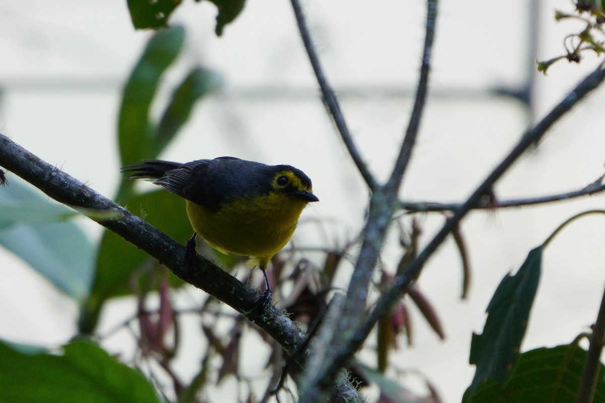 Spectacled Redstart - ML641961834