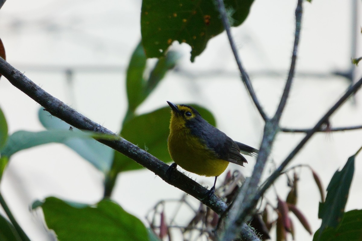Spectacled Redstart - ML641961835