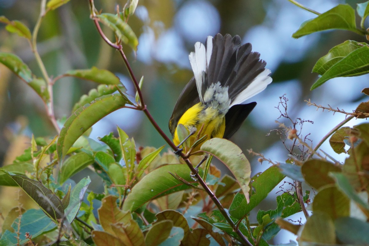 Spectacled Redstart - ML641961836