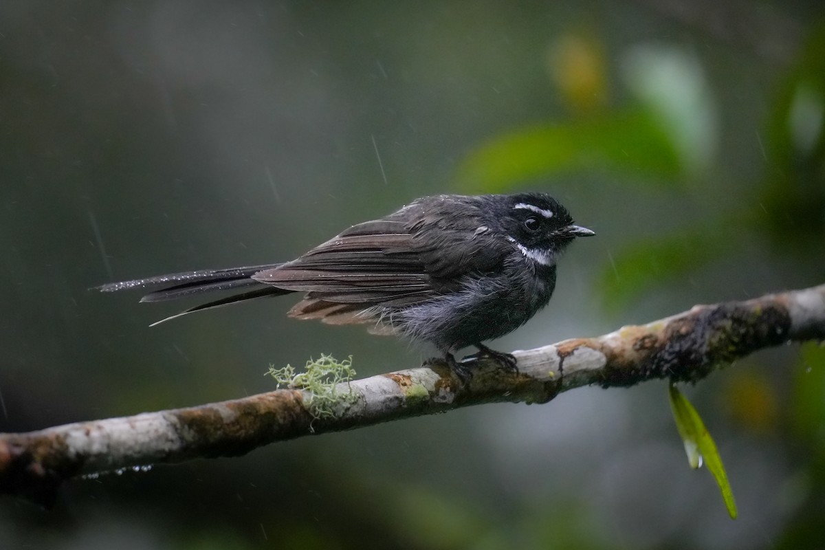 White-throated Fantail - ML641961842