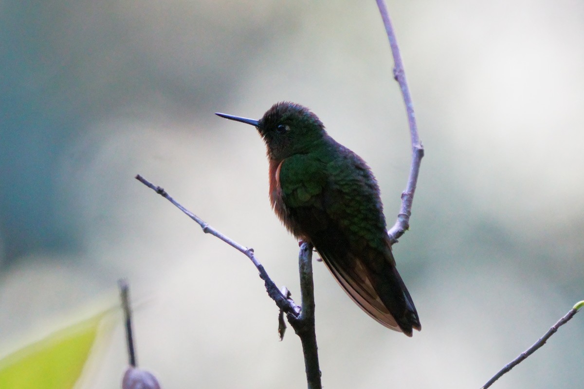 Chestnut-breasted Coronet - ML641961844