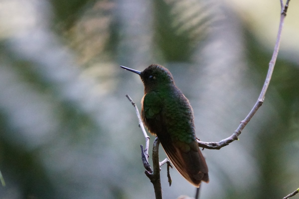 Chestnut-breasted Coronet - ML641961845